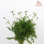Leucanthemum White (5 stems) - Pudu Ria Florist Southern