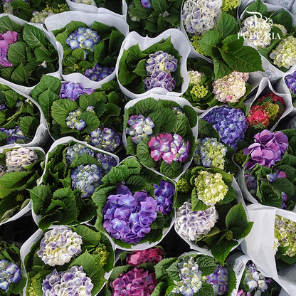 Hydrangea Plant Small 绣球花(小盆) - Pudu Ria Florist Southern