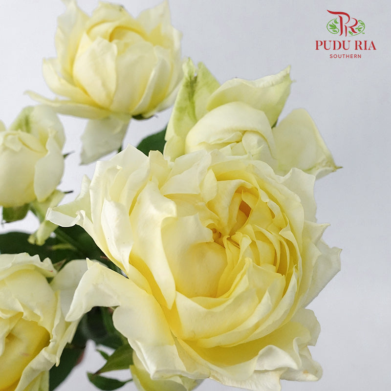 Rose Spray Julietta Limonchello (6 Stems) - Pudu Ria Florist Southern