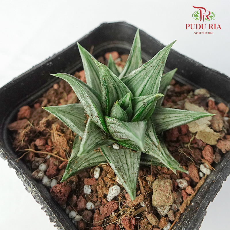 Haworthia 象牙塔拉丝白锦 - Pudu Ria Florist Southern