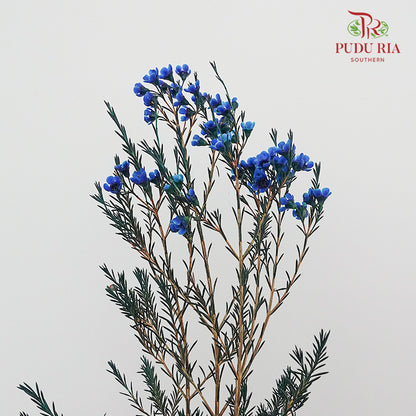 Wax Flower Blue - Pudu Ria Florist Southern