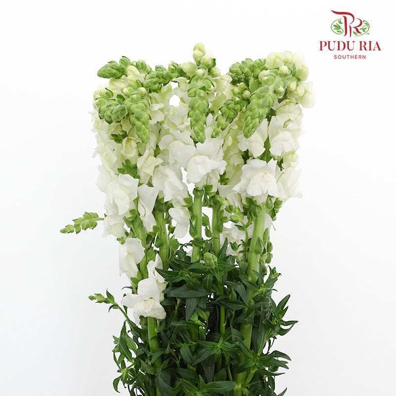 Snapdragon White - Pudu Ria Florist Southern