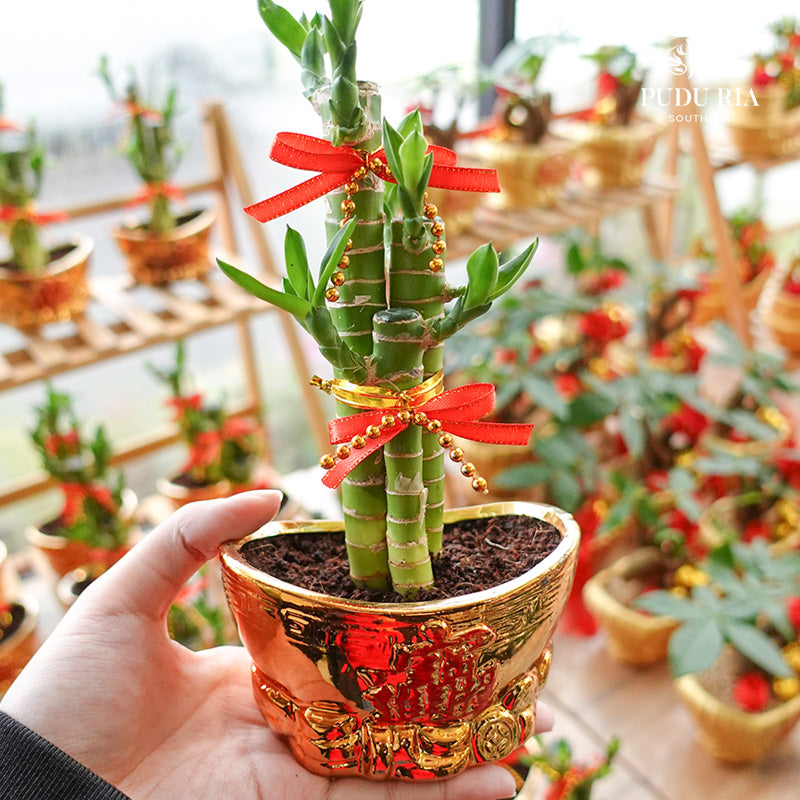 3 In 1 Ingots Pot 3合1金宝盆 / Per Pot - Pudu Ria Florist Southern