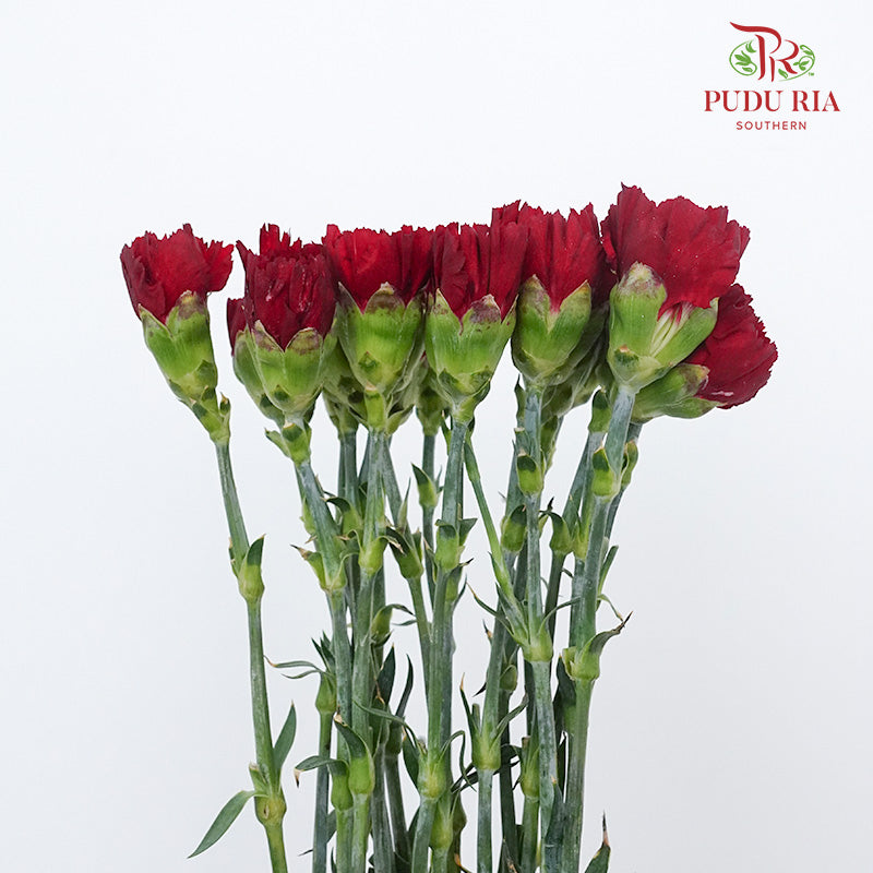 Carnation Dark Red 18-20 Stems - Pudu Ria Florist Southern