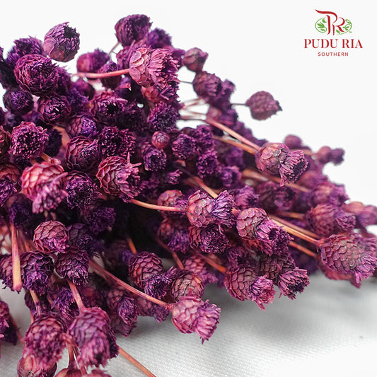 Dry Botao Happy Purple - Offer Item - Pudu Ria Florist Southern