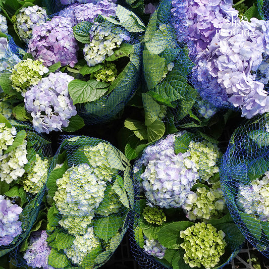 Hydrangea Plant Big 绣球花(大盆) - Pudu Ria Florist Southern