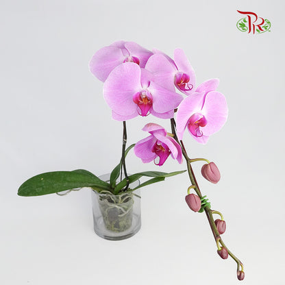 Phalaenopsis Orchid Light Purple Without Pot / Per Stem (L) - Pudu Ria Florist Southern