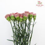 Carnation St Zi Bio 18-20 Stems - Pudu Ria Florist Southern