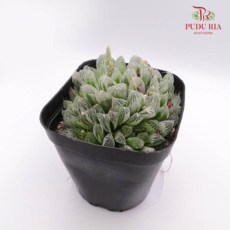 Haworthia Cooperi Varie 白斑玉露 - Pudu Ria Florist Southern