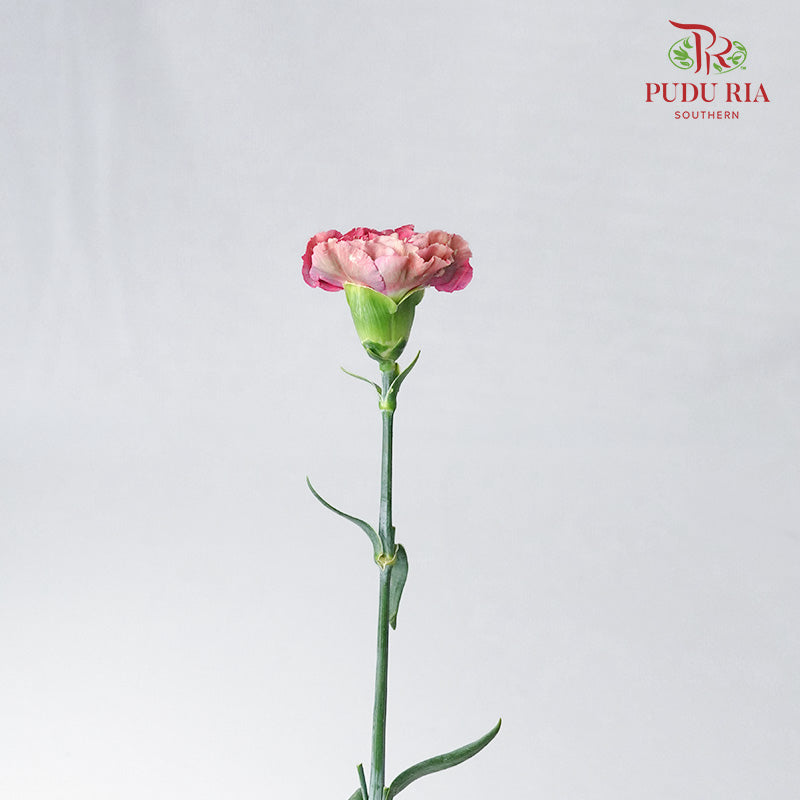 Carnation St Zi Bio 18-20 Stems - Pudu Ria Florist Southern