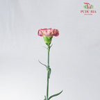 Carnation St Zi Bio 18-20 Stems - Pudu Ria Florist Southern