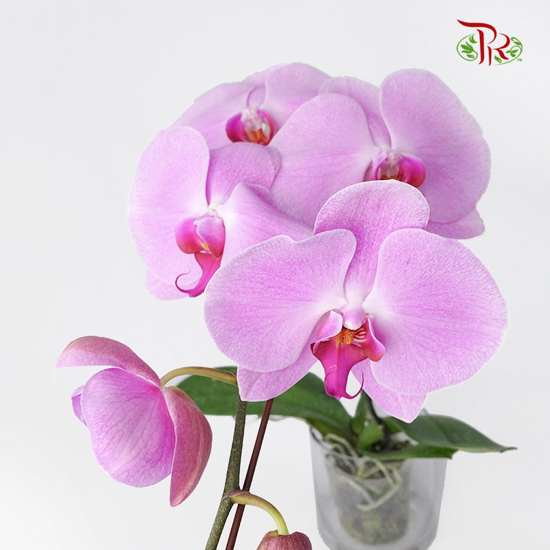 Phalaenopsis Orchid Light Purple Without Pot / Per Stem (L) - Pudu Ria Florist Southern