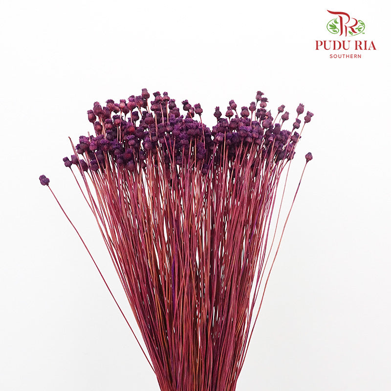 Dry Botao Happy Purple - Offer Item - Pudu Ria Florist Southern