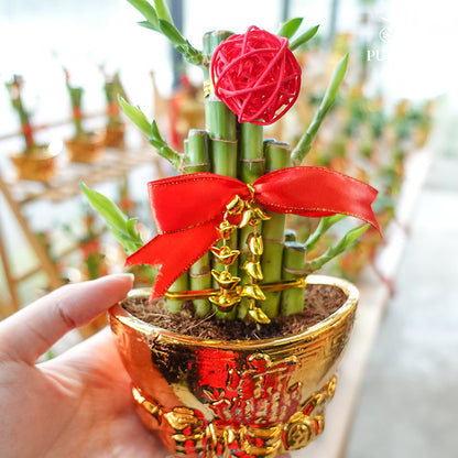 Treasure Bowl 聚宝盆/ Per Pot - Pudu Ria Florist Southern