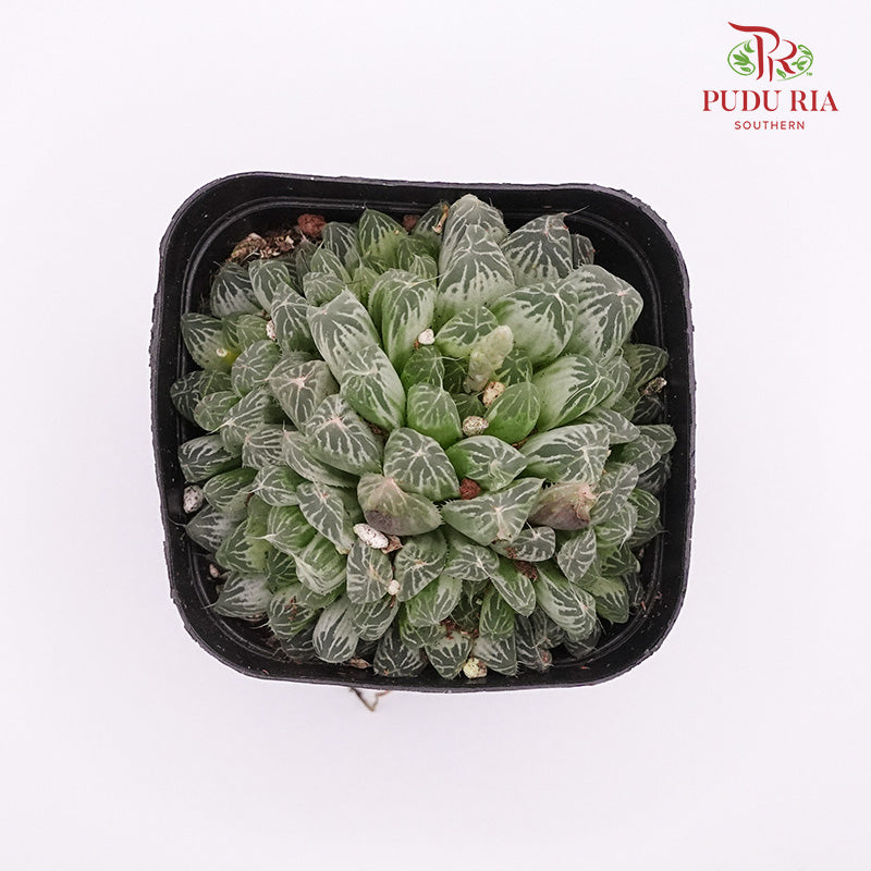 Haworthia Cooperi Varie 白斑玉露 - Pudu Ria Florist Southern