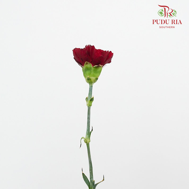 Carnation Dark Red 18-20 Stems - Pudu Ria Florist Southern