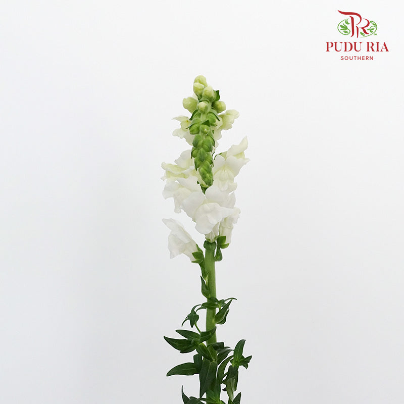 Snapdragon White - Pudu Ria Florist Southern