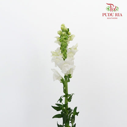 Snapdragon White - Pudu Ria Florist Southern