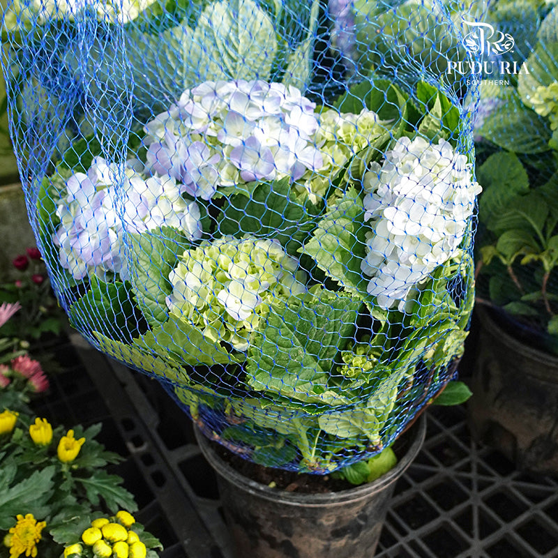Hydrangea Plant Big 绣球花(大盆) - Pudu Ria Florist Southern