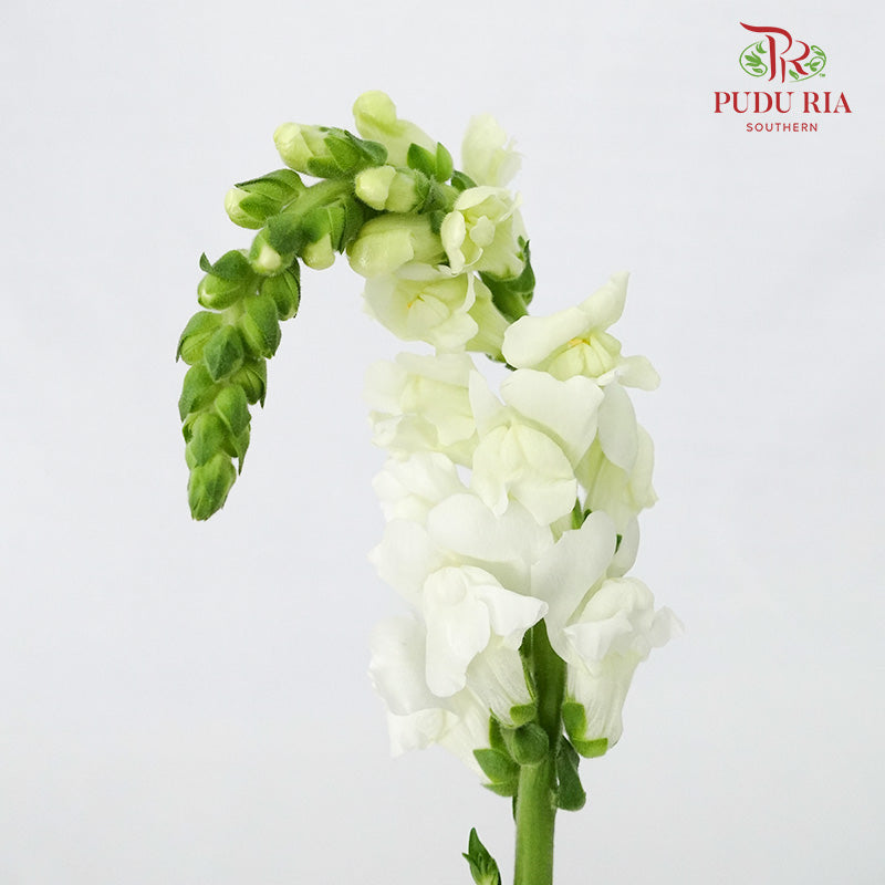 Snapdragon White - Pudu Ria Florist Southern