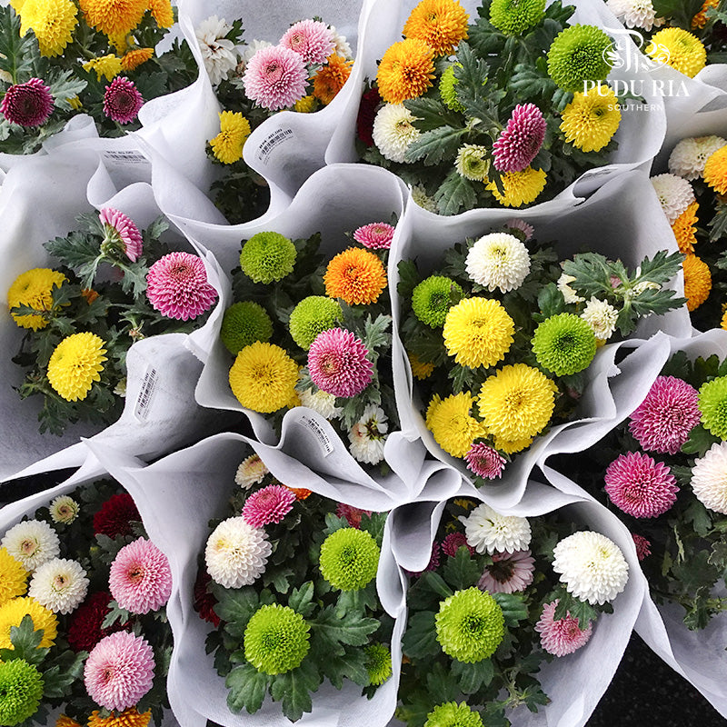 Chrysanthemum Ping Pong Plant 乒乓菊 - Pudu Ria Florist Southern