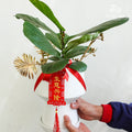 CNY Pot Plant Arrangement 琴叶榕#1 - Pudu Ria Florist Southern