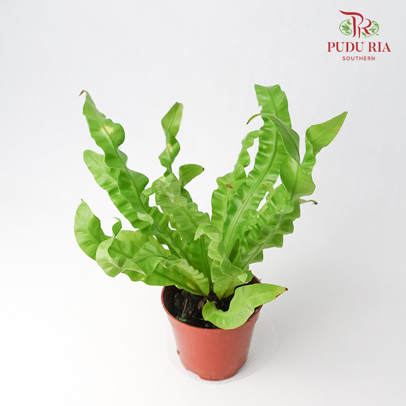 Asplenium Crispy Wave - Pudu Ria Florist Southern