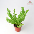 Asplenium Crispy Wave - Pudu Ria Florist Southern