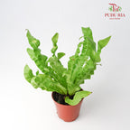 Asplenium Crispy Wave - Pudu Ria Florist Southern