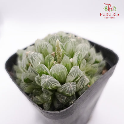 Haworthia Cooperi Varie 白斑玉露 - Pudu Ria Florist Southern