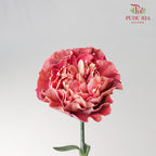 Carnation St Zi Bio 18-20 Stems - Pudu Ria Florist Southern