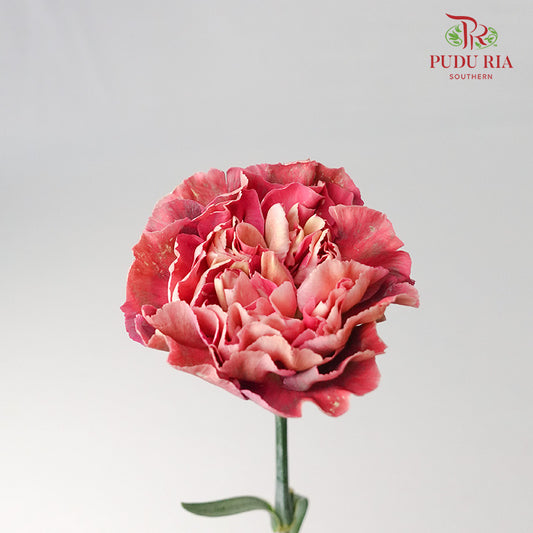 Carnation St Zi Bio 18-20 Stems - Pudu Ria Florist Southern