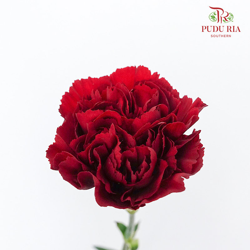 Carnation Dark Red 18-20 Stems - Pudu Ria Florist Southern