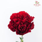 Carnation Dark Red 18-20 Stems - Pudu Ria Florist Southern