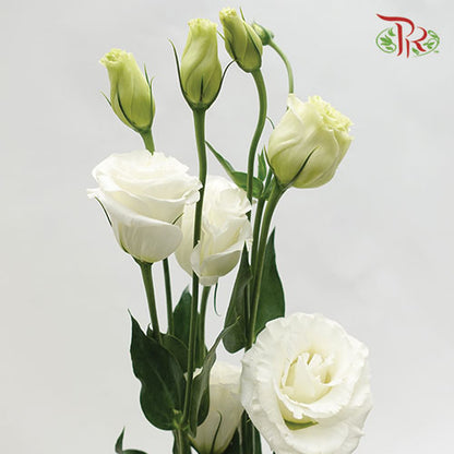 Eustoma White (12-15 Stems) - Pudu Ria Florist Southern