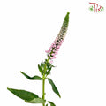 Veronica Pink (Per Bundle) - Pudu Ria Florist Southern
