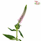 Veronica Pink (Per Bundle) - Pudu Ria Florist Southern