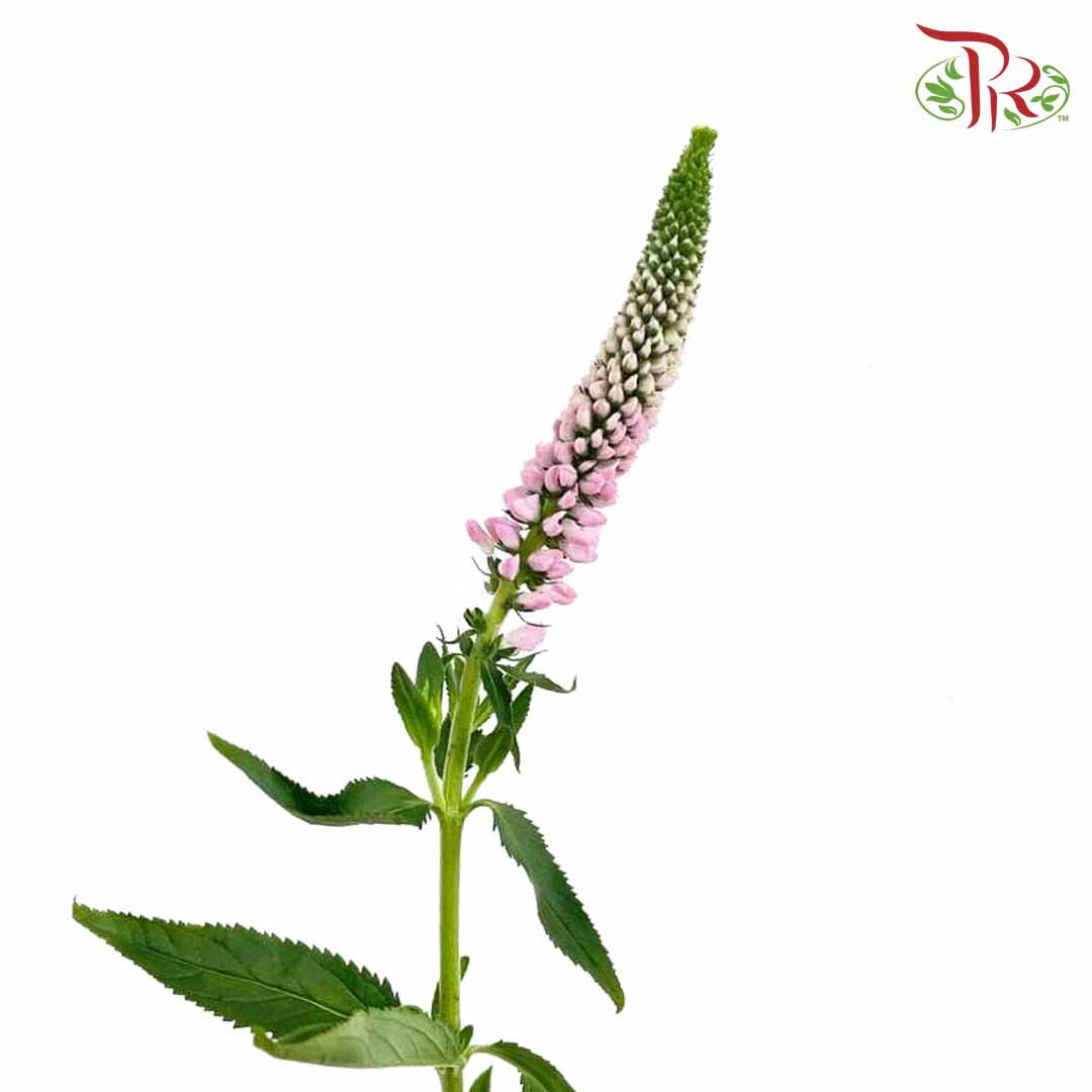 Veronica Pink (Per Bundle) - Pudu Ria Florist Southern