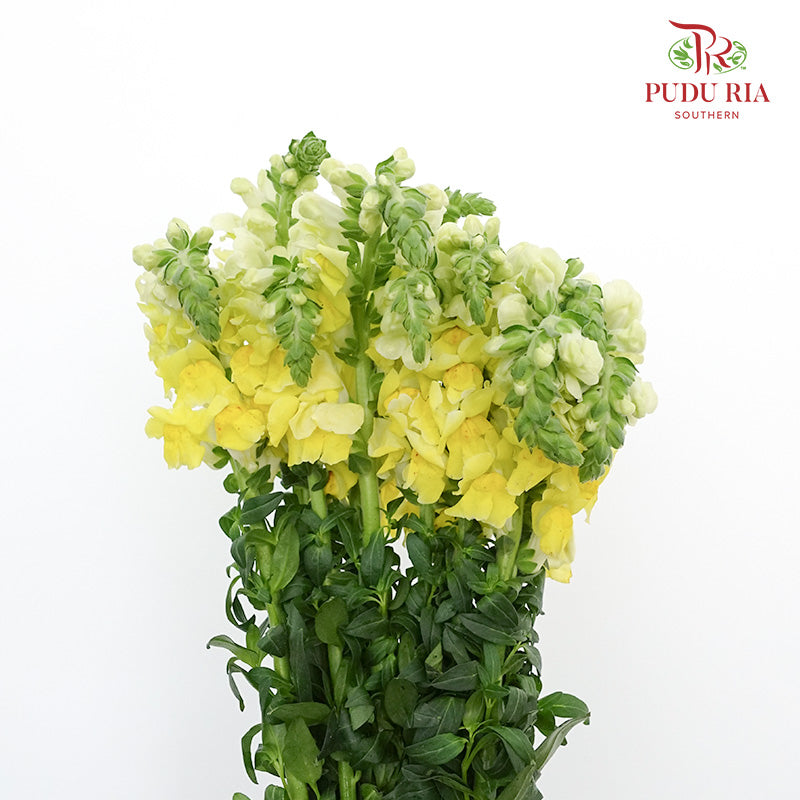 Snapdragon Yellow - Pudu Ria Florist Southern