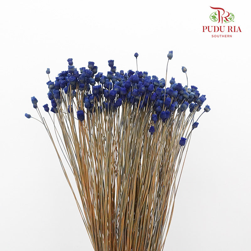 Dry Botao Happy Blue - Offer Item - Pudu Ria Florist Southern