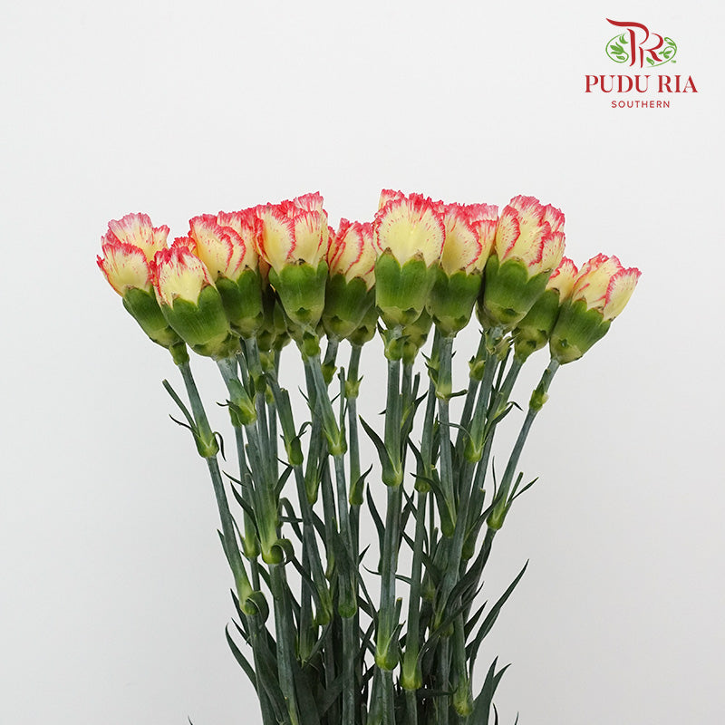 Carnation St Yellow/Red 18-20 Stems - Pudu Ria Florist Southern