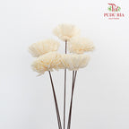 Dry Sola Wood Chrysanthemum - White - Pudu Ria Florist Southern