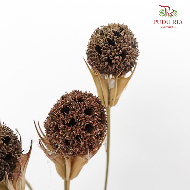 Dry Lulu Tong - Brown - Pudu Ria Florist Southern