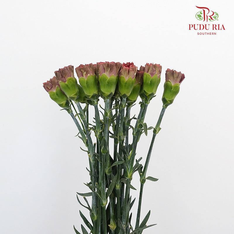 Carnation St Lava 18-20 Stems - Pudu Ria Florist Southern