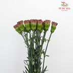 Carnation St Lava 18-20 Stems - Pudu Ria Florist Southern