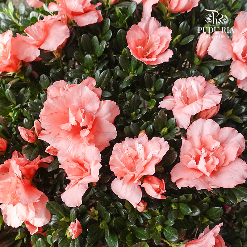 Azalea Round Big 杜鹃花(大盆) - Pudu Ria Florist Southern