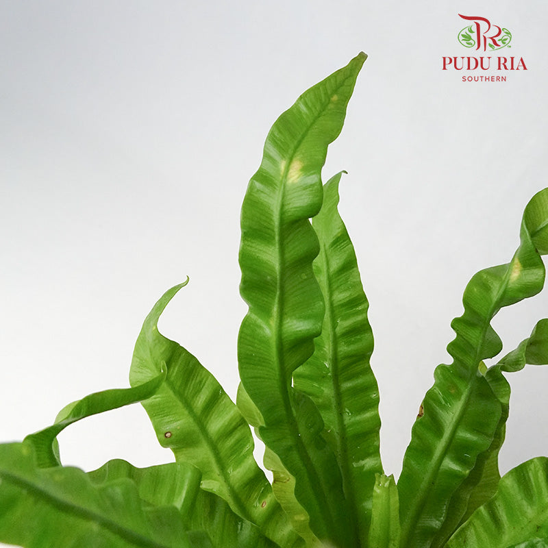 Asplenium Nidum Crispy wave piante da interno Colore Cemento Onda Asplenium Nidum Crispy wave piante da interno Colore Cemento Onda
