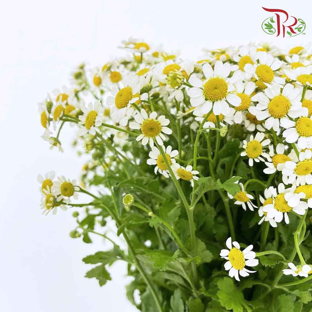 Matricaria - (Per Bunch) - Pudu Ria Florist Southern