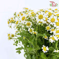 Matricaria - (Per Bunch) - Pudu Ria Florist Southern
