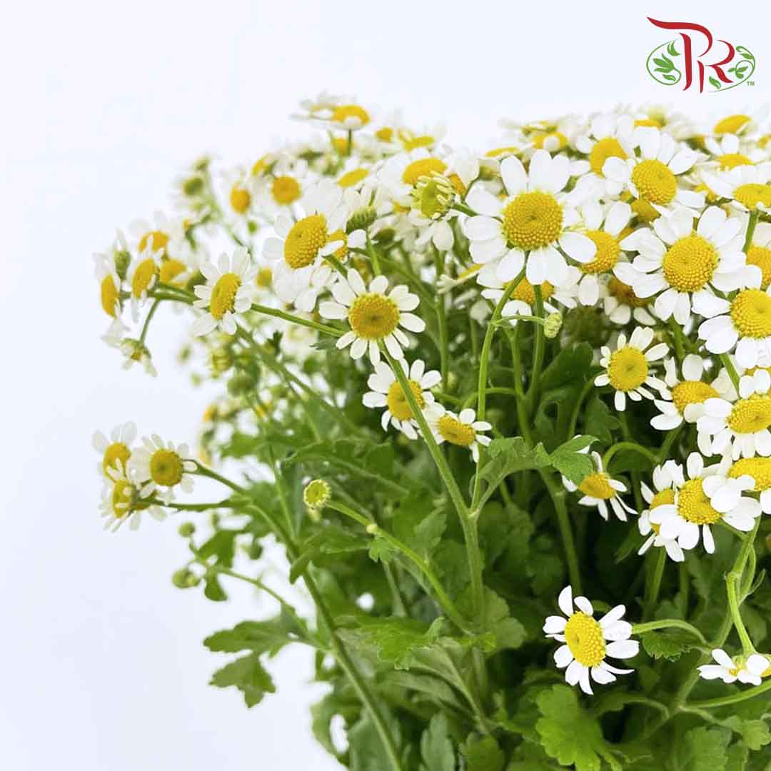 Matricaria - (Per Bunch) - Pudu Ria Florist Southern